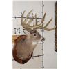 Image 3 : WHITETAIL DEER Shoulder Mount, Reproduction Antlers after John Breen's 1918 No. 7 Boone and Crockett