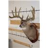 Image 4 : WHITETAIL DEER Shoulder Mount, Reproduction Antlers after John Breen's 1918 No. 7 Boone and Crockett