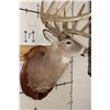 Image 6 : WHITETAIL DEER Shoulder Mount, Reproduction Antlers after John Breen's 1918 No. 7 Boone and Crockett