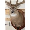Image 7 : WHITETAIL DEER Shoulder Mount, Reproduction Antlers after John Breen's 1918 No. 7 Boone and Crockett