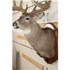 Image 8 : WHITETAIL DEER Shoulder Mount, Reproduction Antlers after John Breen's 1918 No. 7 Boone and Crockett