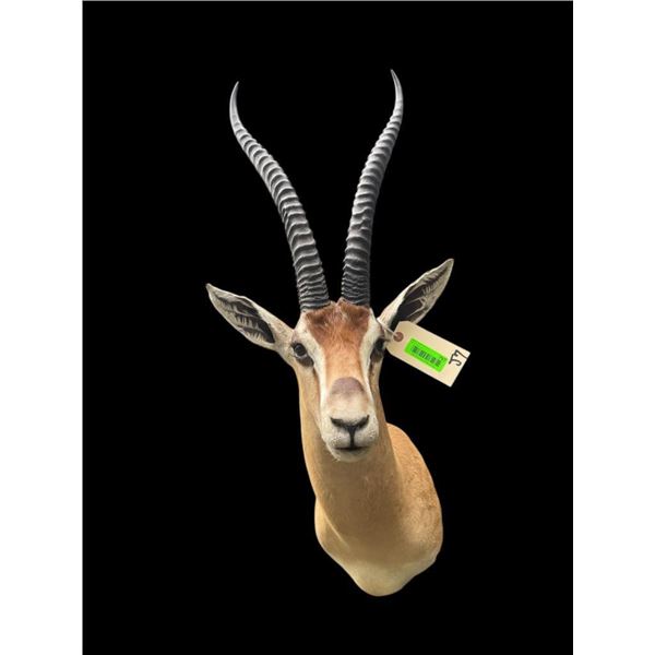 *Rare* Trophy Size PETER'S GAZELLE Shoulder Mount