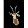 Image 1 : *Rare* Trophy Size PETER'S GAZELLE Shoulder Mount