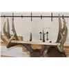 Image 10 : 19-Point WHITETAIL DEER Shoulder Mount with Reproduction Antlers after James Rath's 1977 Kill