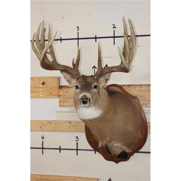 19-Point WHITETAIL DEER Shoulder Mount with Reproduction Antlers after James Rath's 1977 Kill