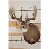 Image 1 : 19-Point WHITETAIL DEER Shoulder Mount with Reproduction Antlers after James Rath's 1977 Kill