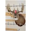 Image 2 : 19-Point WHITETAIL DEER Shoulder Mount with Reproduction Antlers after James Rath's 1977 Kill