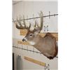 Image 3 : 19-Point WHITETAIL DEER Shoulder Mount with Reproduction Antlers after James Rath's 1977 Kill
