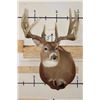 Image 4 : 19-Point WHITETAIL DEER Shoulder Mount with Reproduction Antlers after James Rath's 1977 Kill