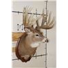 Image 5 : 19-Point WHITETAIL DEER Shoulder Mount with Reproduction Antlers after James Rath's 1977 Kill