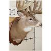 Image 6 : 19-Point WHITETAIL DEER Shoulder Mount with Reproduction Antlers after James Rath's 1977 Kill