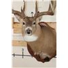 Image 7 : 19-Point WHITETAIL DEER Shoulder Mount with Reproduction Antlers after James Rath's 1977 Kill