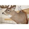 Image 8 : 19-Point WHITETAIL DEER Shoulder Mount with Reproduction Antlers after James Rath's 1977 Kill