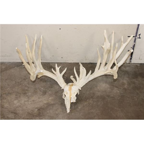 Massive WHITETAIL DEER Antler Rack with 34-Points