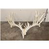 Image 1 : Massive WHITETAIL DEER Antler Rack with 34-Points