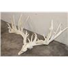 Image 3 : Massive WHITETAIL DEER Antler Rack with 34-Points