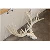 Image 4 : Massive WHITETAIL DEER Antler Rack with 34-Points