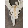 Image 6 : Massive WHITETAIL DEER Antler Rack with 34-Points