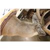 Image 11 : 10-Point WHITETAIL DEER Shoulder Mount with Reproduction Antlers after James Jordan's Kill