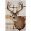 Image 1 : 10-Point WHITETAIL DEER Shoulder Mount with Reproduction Antlers after James Jordan's Kill