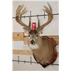 Image 2 : 10-Point WHITETAIL DEER Shoulder Mount with Reproduction Antlers after James Jordan's Kill
