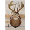 Image 3 : 10-Point WHITETAIL DEER Shoulder Mount with Reproduction Antlers after James Jordan's Kill
