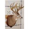 Image 4 : 10-Point WHITETAIL DEER Shoulder Mount with Reproduction Antlers after James Jordan's Kill