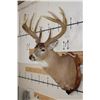 Image 5 : 10-Point WHITETAIL DEER Shoulder Mount with Reproduction Antlers after James Jordan's Kill