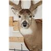 Image 7 : 10-Point WHITETAIL DEER Shoulder Mount with Reproduction Antlers after James Jordan's Kill