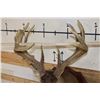 Image 9 : 10-Point WHITETAIL DEER Shoulder Mount with Reproduction Antlers after James Jordan's Kill