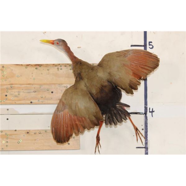 *Rarely Seen* Life-sized GIANT WOOD RAIL Bird Mount