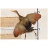 Image 1 : *Rarely Seen* Life-sized GIANT WOOD RAIL Bird Mount