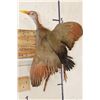 Image 2 : *Rarely Seen* Life-sized GIANT WOOD RAIL Bird Mount
