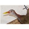 Image 4 : *Rarely Seen* Life-sized GIANT WOOD RAIL Bird Mount