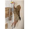 Image 7 : *Rarely Seen* Life-sized GIANT WOOD RAIL Bird Mount
