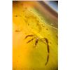 Image 10 : (10) Pieces of Authentic Myanmar AMBER Fossil Insect Specimens, Weight: 15.03 g (ONE$)