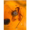 Image 11 : (10) Pieces of Authentic Myanmar AMBER Fossil Insect Specimens, Weight: 15.03 g (ONE$)