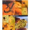 Image 2 : (10) Pieces of Authentic Myanmar AMBER Fossil Insect Specimens, Weight: 15.03 g (ONE$)