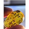 Image 3 : (10) Pieces of Authentic Myanmar AMBER Fossil Insect Specimens, Weight: 15.03 g (ONE$)