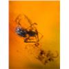 Image 6 : (10) Pieces of Authentic Myanmar AMBER Fossil Insect Specimens, Weight: 15.03 g (ONE$)