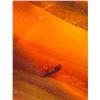 Image 7 : (10) Pieces of Authentic Myanmar AMBER Fossil Insect Specimens, Weight: 15.03 g (ONE$)