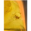 Image 9 : (10) Pieces of Authentic Myanmar AMBER Fossil Insect Specimens, Weight: 15.03 g (ONE$)