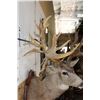 Image 10 : Non-Typical MULE DEER Shoulder Mount with 36-Point Reproduction Antlers, after #20 in B and C Book