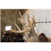 Image 11 : Non-Typical MULE DEER Shoulder Mount with 36-Point Reproduction Antlers, after #20 in B and C Book