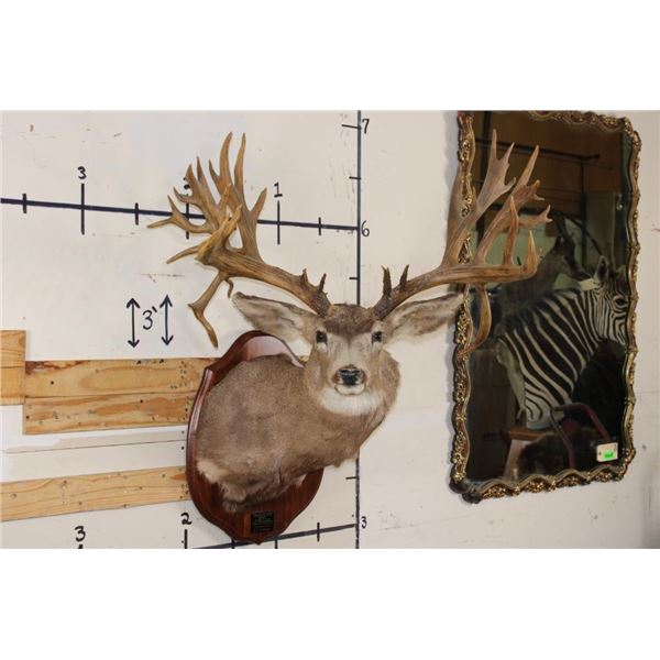 Non-Typical MULE DEER Shoulder Mount with 36-Point Reproduction Antlers, after #20 in B and C Book