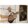 Image 1 : Non-Typical MULE DEER Shoulder Mount with 36-Point Reproduction Antlers, after #20 in B and C Book