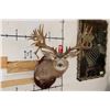 Image 2 : Non-Typical MULE DEER Shoulder Mount with 36-Point Reproduction Antlers, after #20 in B and C Book
