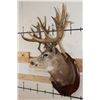 Image 4 : Non-Typical MULE DEER Shoulder Mount with 36-Point Reproduction Antlers, after #20 in B and C Book