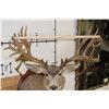Image 9 : Non-Typical MULE DEER Shoulder Mount with 36-Point Reproduction Antlers, after #20 in B and C Book