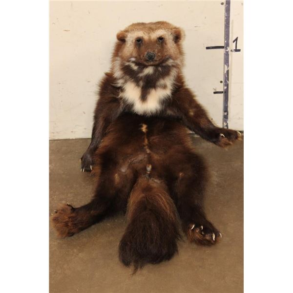 *Rarely Seen* Life-sized WOLVERINE Soft Mount